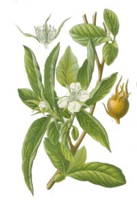 LEAD Technologies Inc. V1.01